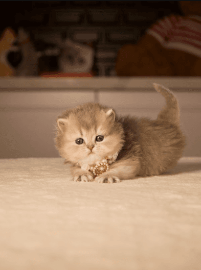 Kitten at the best cattery in Canada.