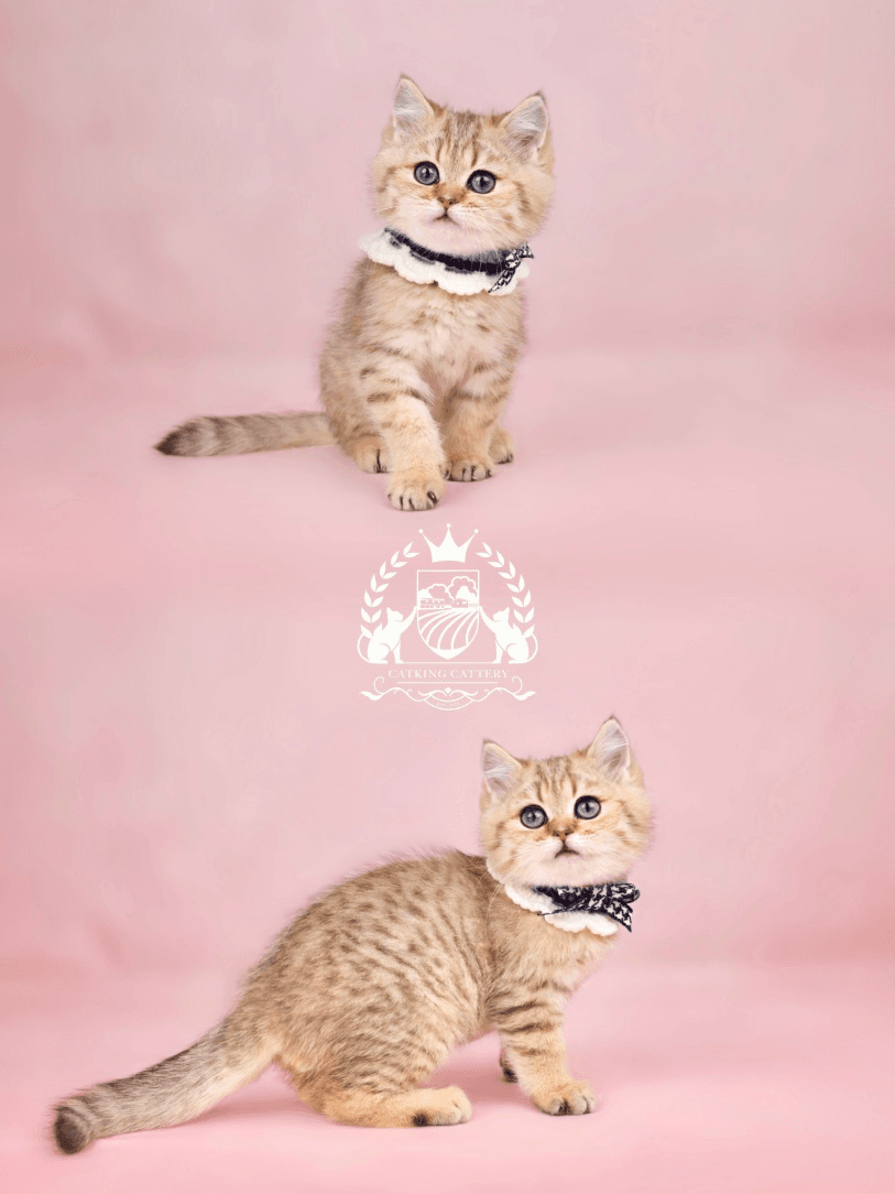The Journey of a Kitten: From Cattery to Your Home