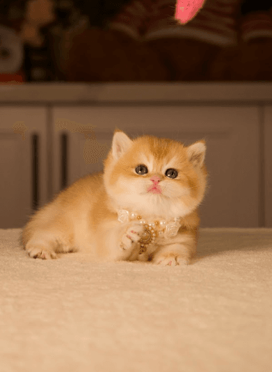 A kitten up for sale.