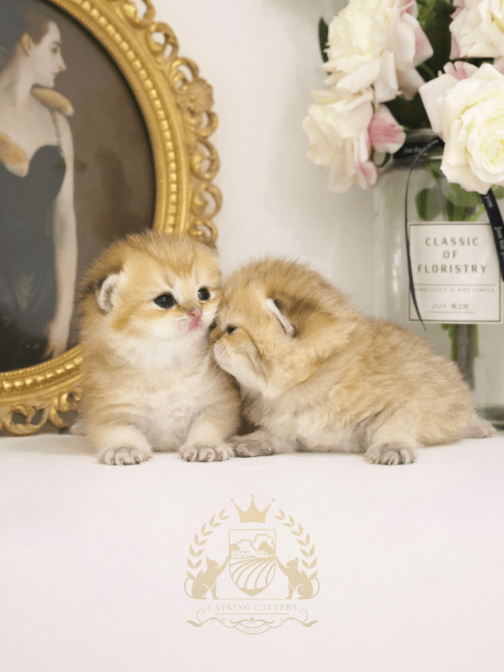 Two British Shorthair kittens socializing