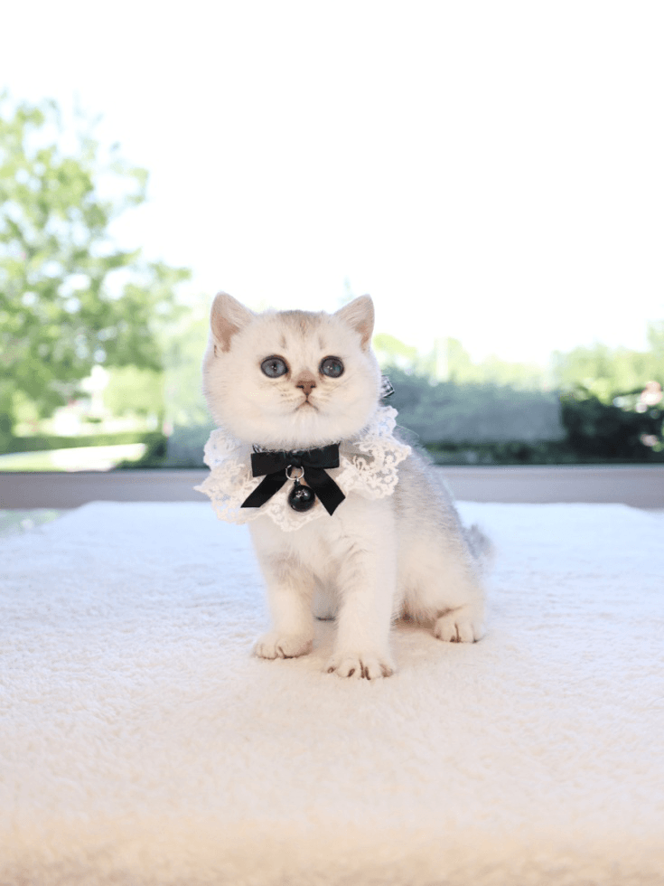 A white British Shorthair kitten wearing a black bow