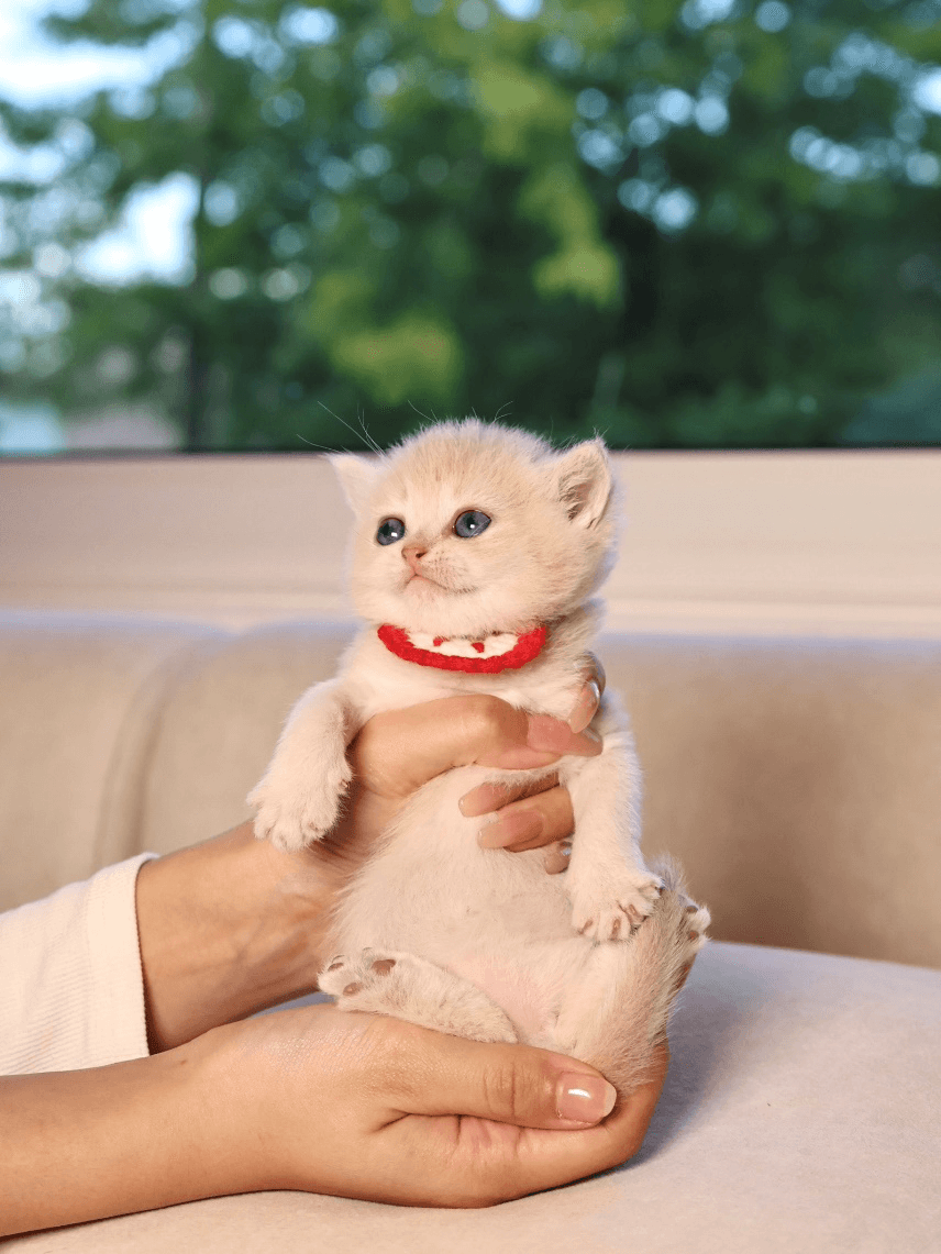 Why British Shorthairs Are Known for Their Calm Demeanor?