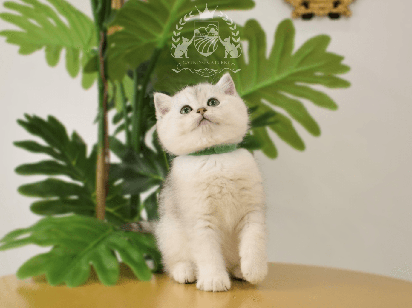  A British Shorthair kitten wearing a green neck band infront
