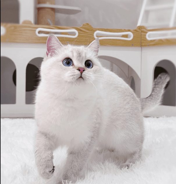 The Ultimate Guide to British Shorthair Kittens in Canada