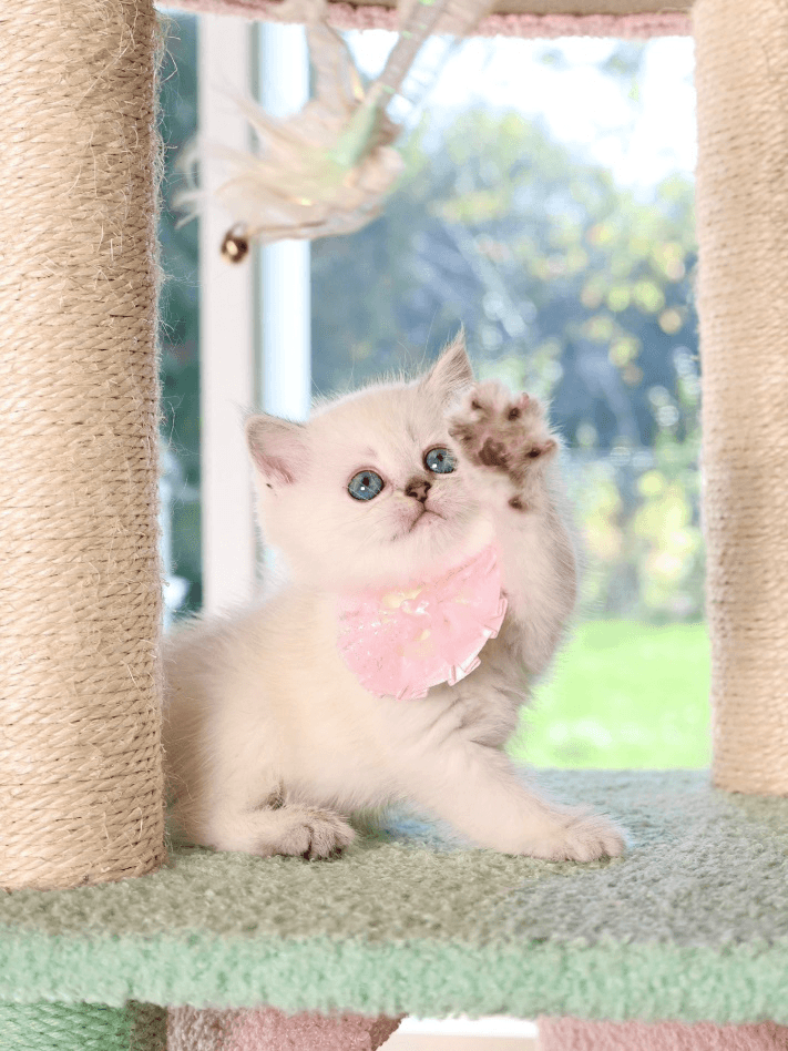 A silver shaded British Shorthair kitten