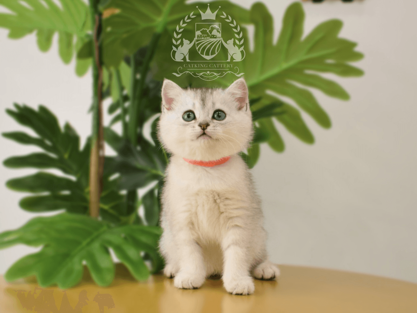 How Catteries Ensure Ethical and Responsible Breeding Practices