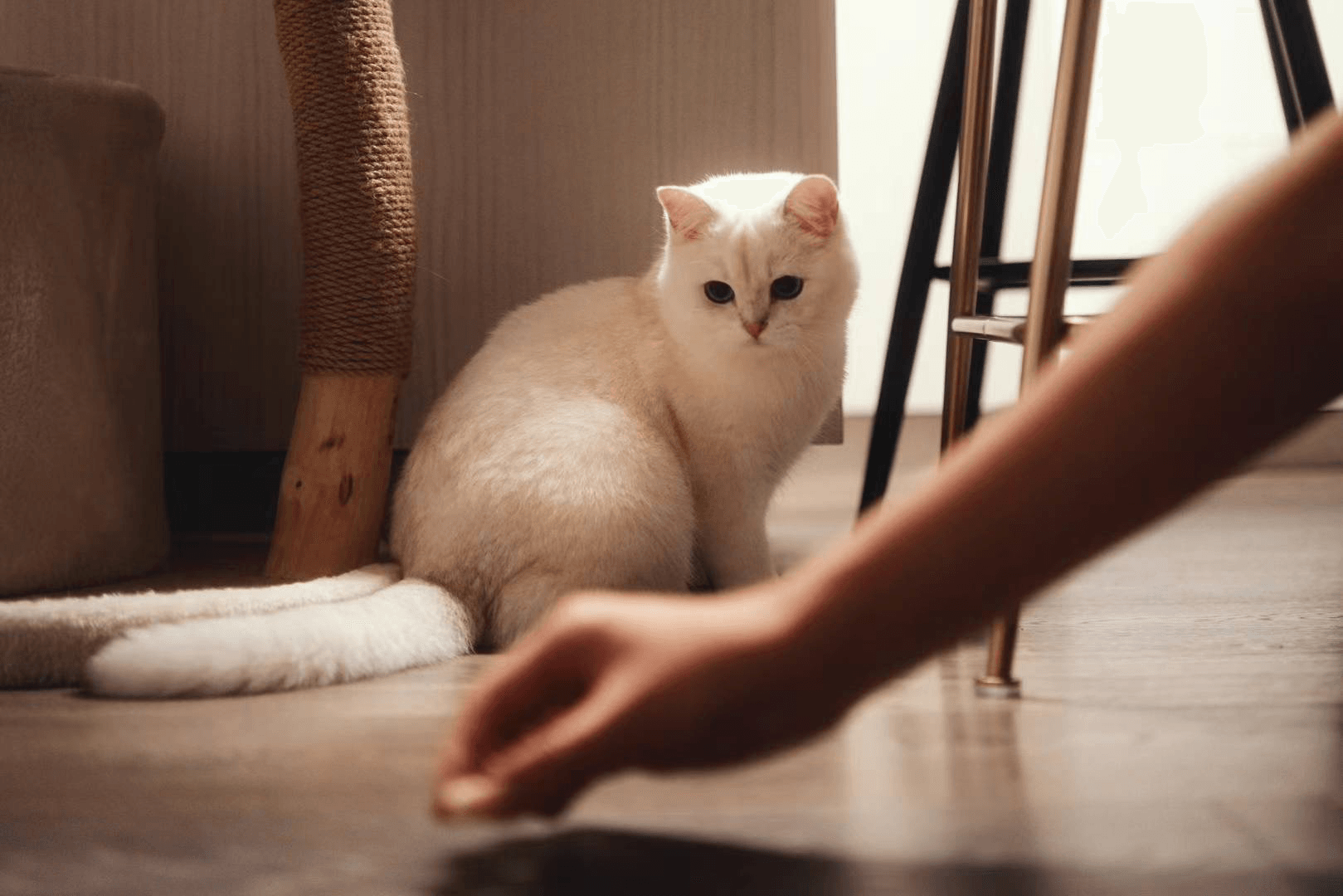 A white British Shorthair cat sitting on a floor