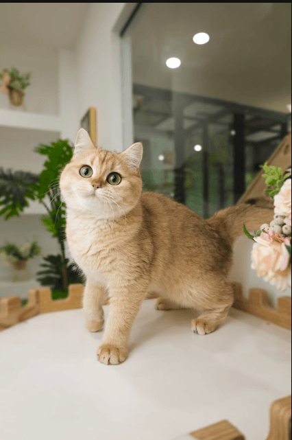 a cat beside indoor plants