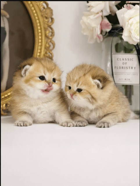 Everything You Need to Know Before Buying a British Longhair Kitten