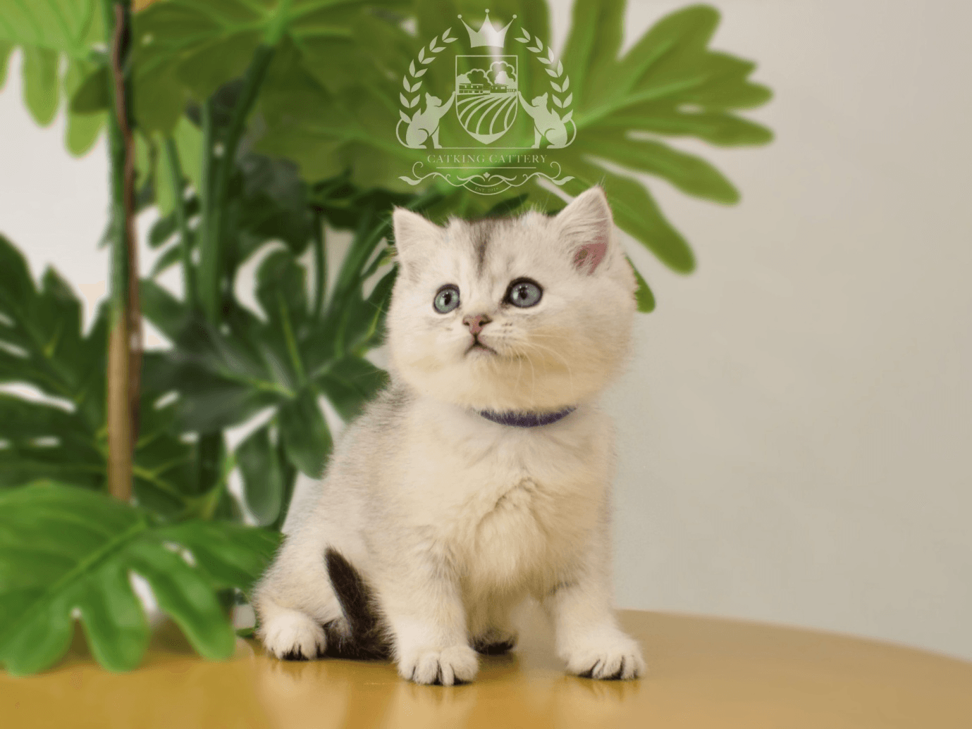 A grey British Shorthair kitten wearing a purple neck band