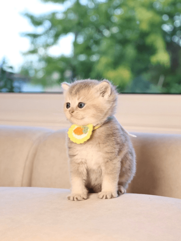 Red Flags to Watch for When Browsing “Kittens for Sale” Listings