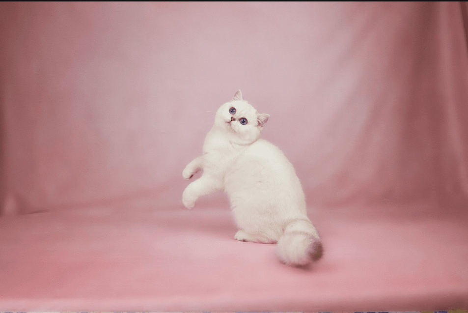 a longhair kitten mid stretch