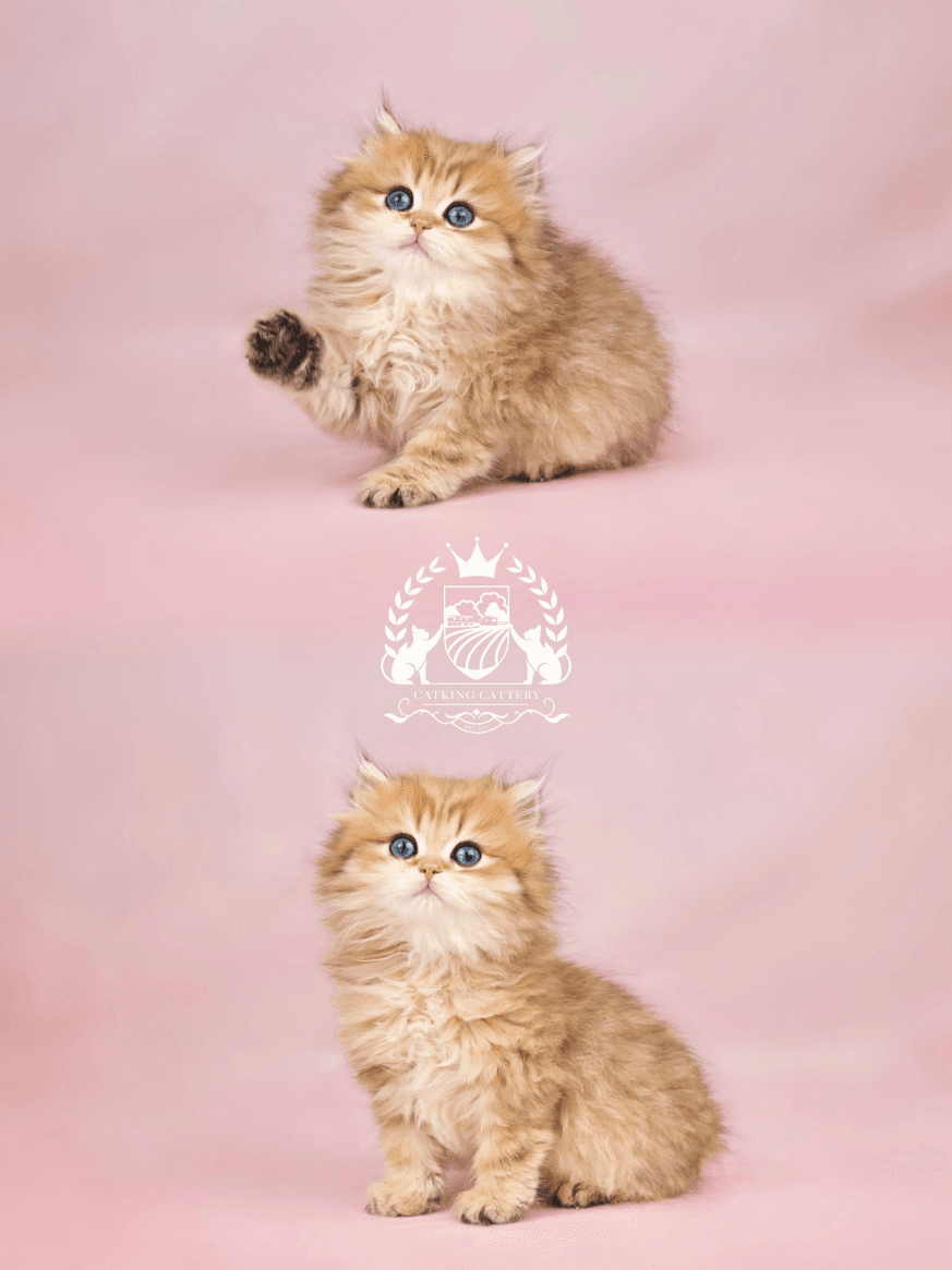 Pictures of a golden British Longthair kitten in front of a pink background