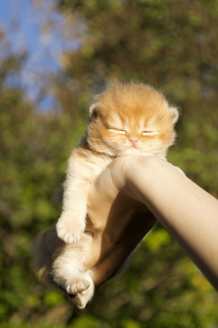 A British Shorthair kitten outdoor on a person’s hand