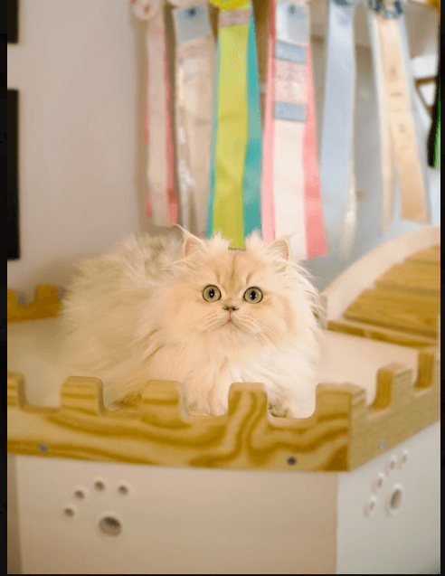 The Complete Guide to Golden Shaded, Blue Golden Shaded, and Silver Shaded British Cats