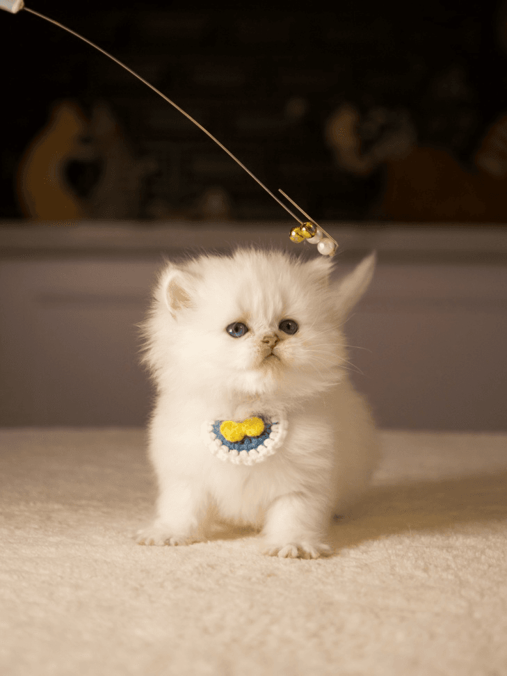 Caring for Your British Longhair Kitten: Tips From Canadian Breeders