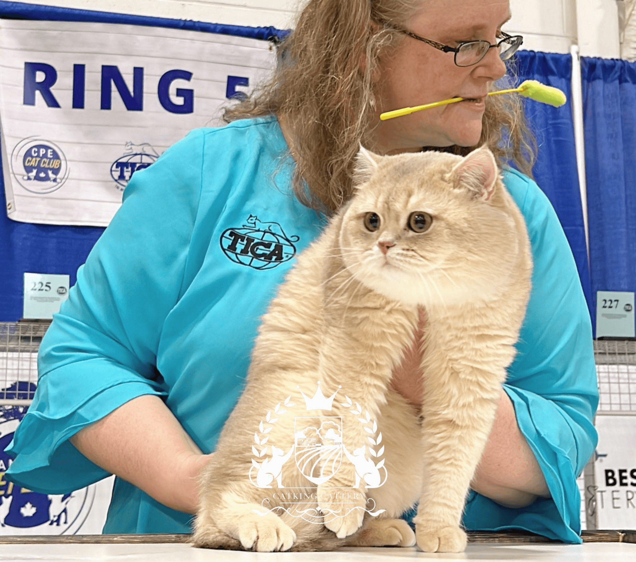 Understanding Kitten Health Records Before You Buy