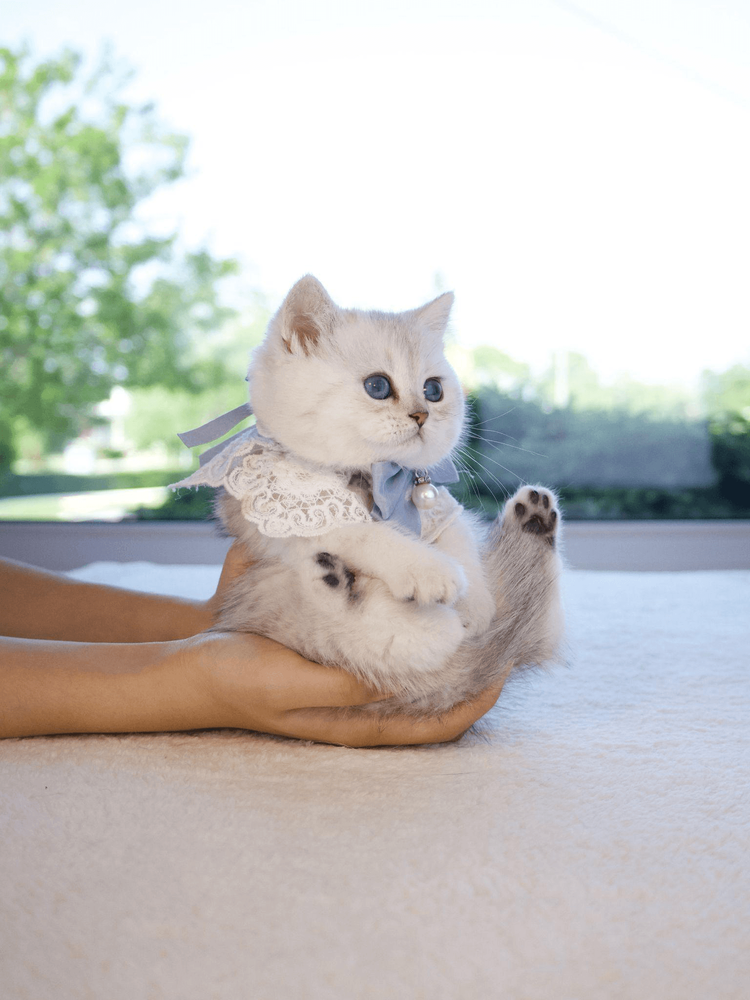 Signs You're Ready to Welcome a Kitten Into Your Home