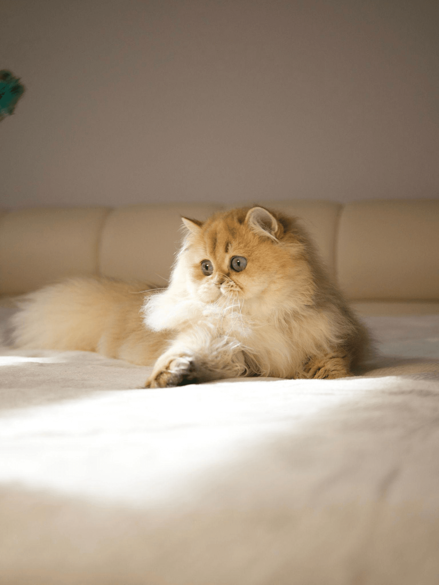 close-up of a cat on a bed looking down