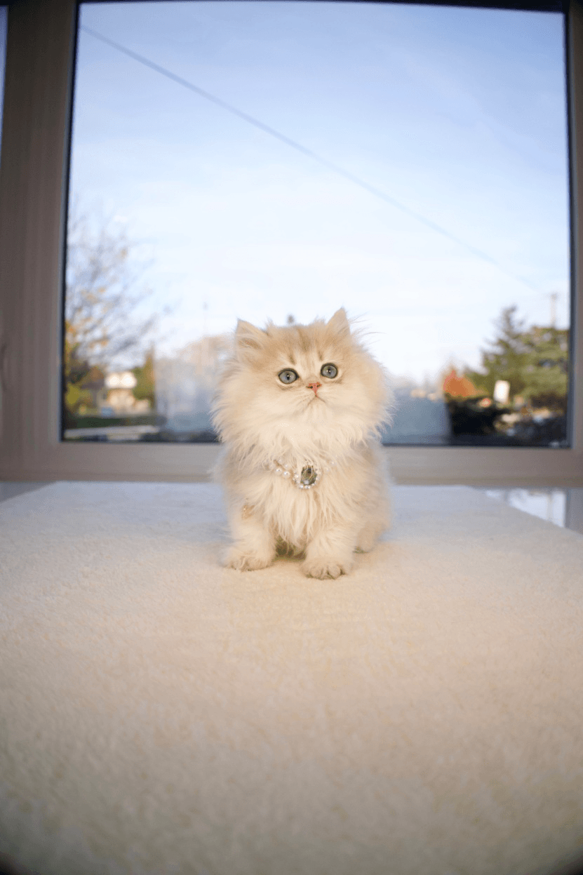 A white British Longhair cat on a rug in front of a glass door 
