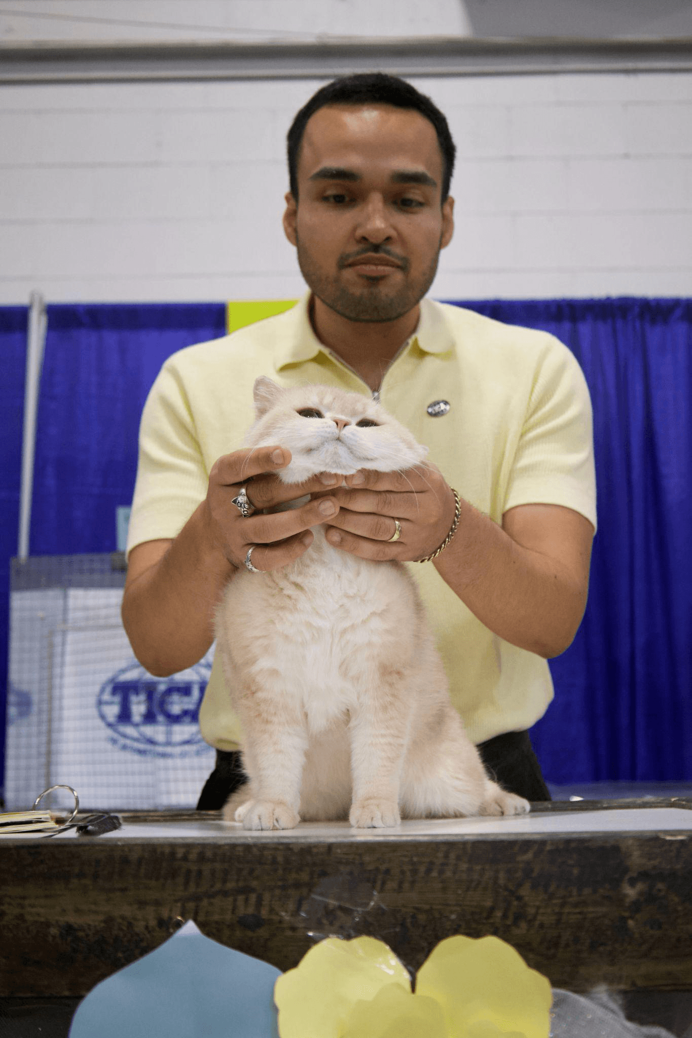 a cat being attended to by a vet