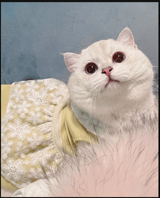 a cat portrait on grey