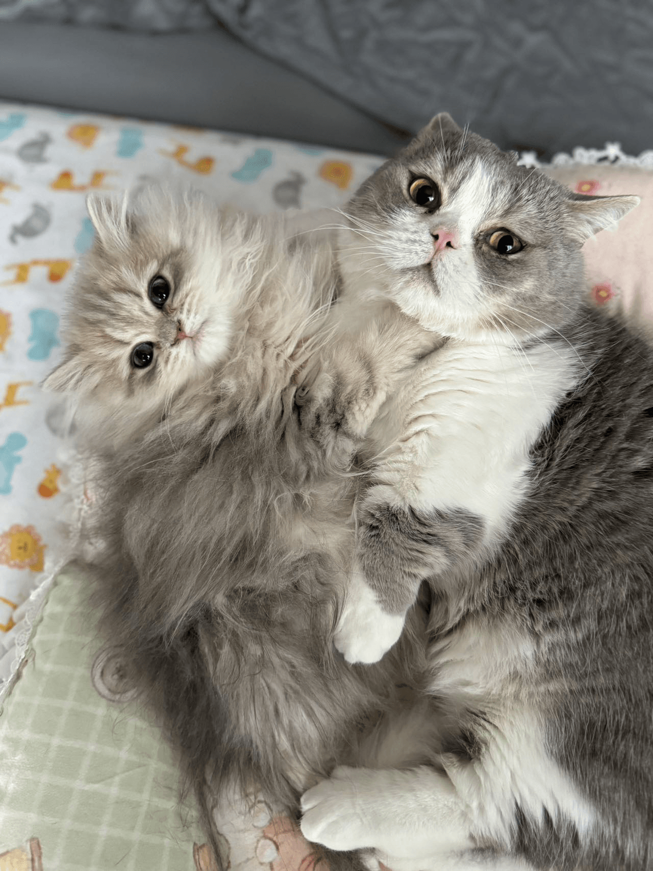 A British Longhair and Shorthair cat socializing with one another