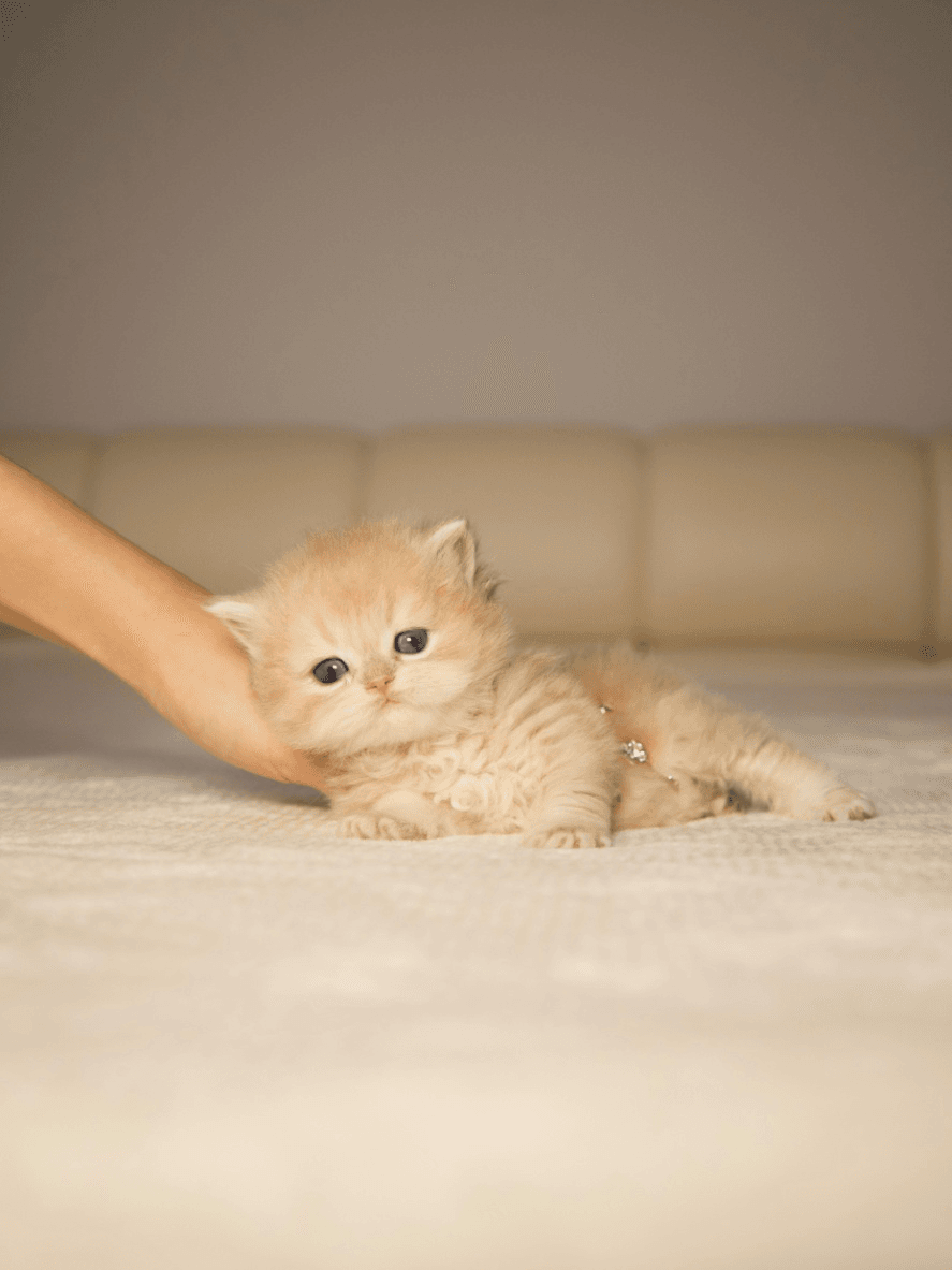 How to Prepare for Your First Kitten From a Toronto Cattery