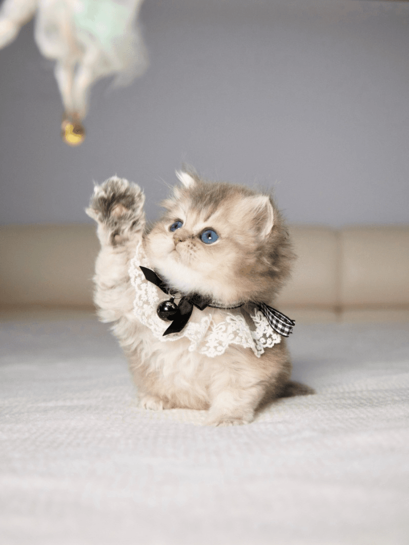 A British Longhair kitten playing