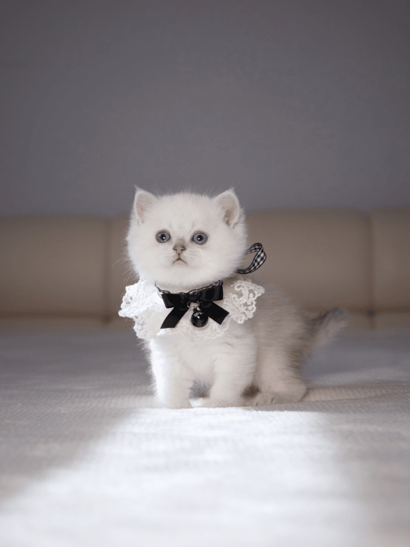 A white British Shorthair kitten with a black bow