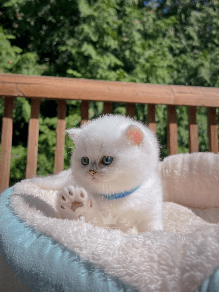 Bringing Home Your British Shorthair Kitten: Step-by-Step Checklist