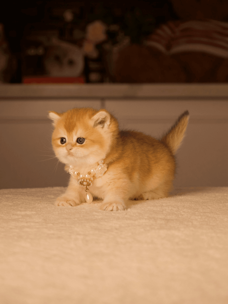 A golden British Shorthair kitten 
