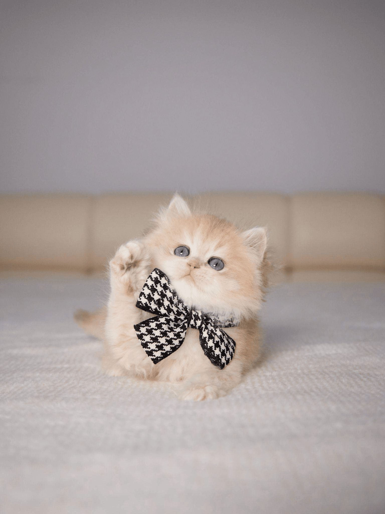 How to Choose a Healthy, Well-Socialized British Kitten From a Reputable Cattery