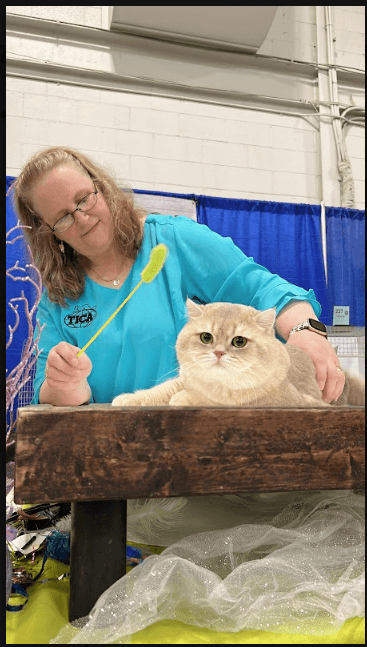 a cat presented at a show
