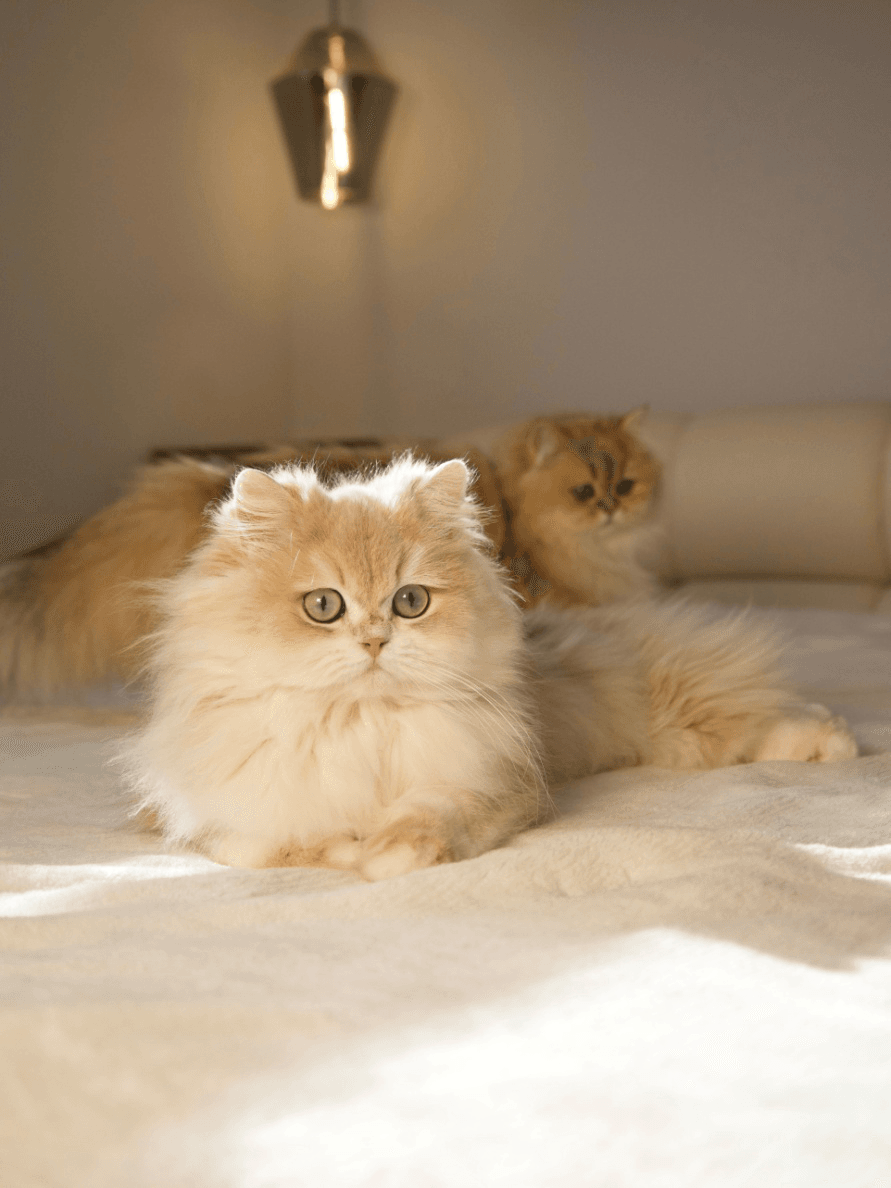 Two British Longhair cats 