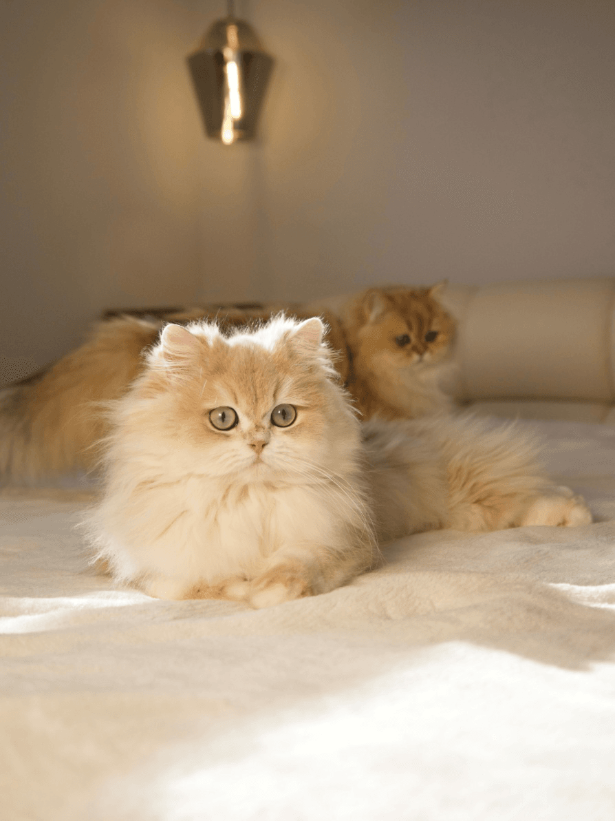 British Longhair Cats: Health Considerations Every Owner Should Know