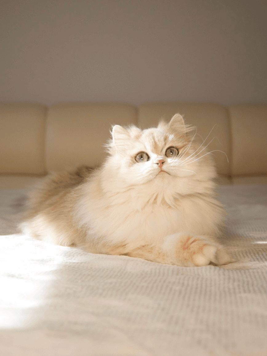 A white and golden British Longhair cat