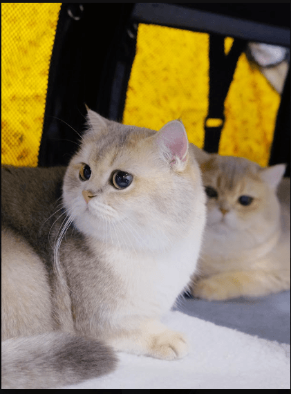 Golden Shaded vs. Silver Shaded British Cats: Which Colour Is Right for You?