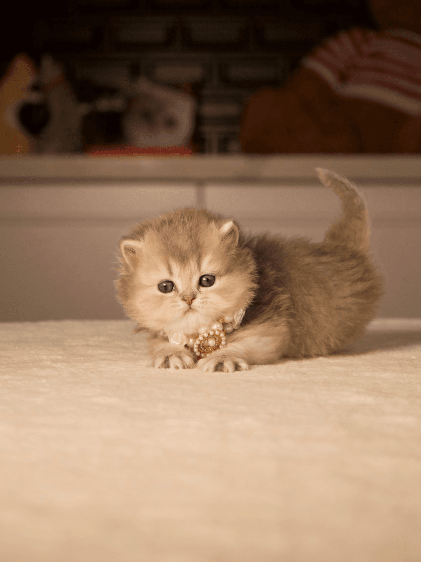 British Shorthair Kitten Colours and Patterns Explained