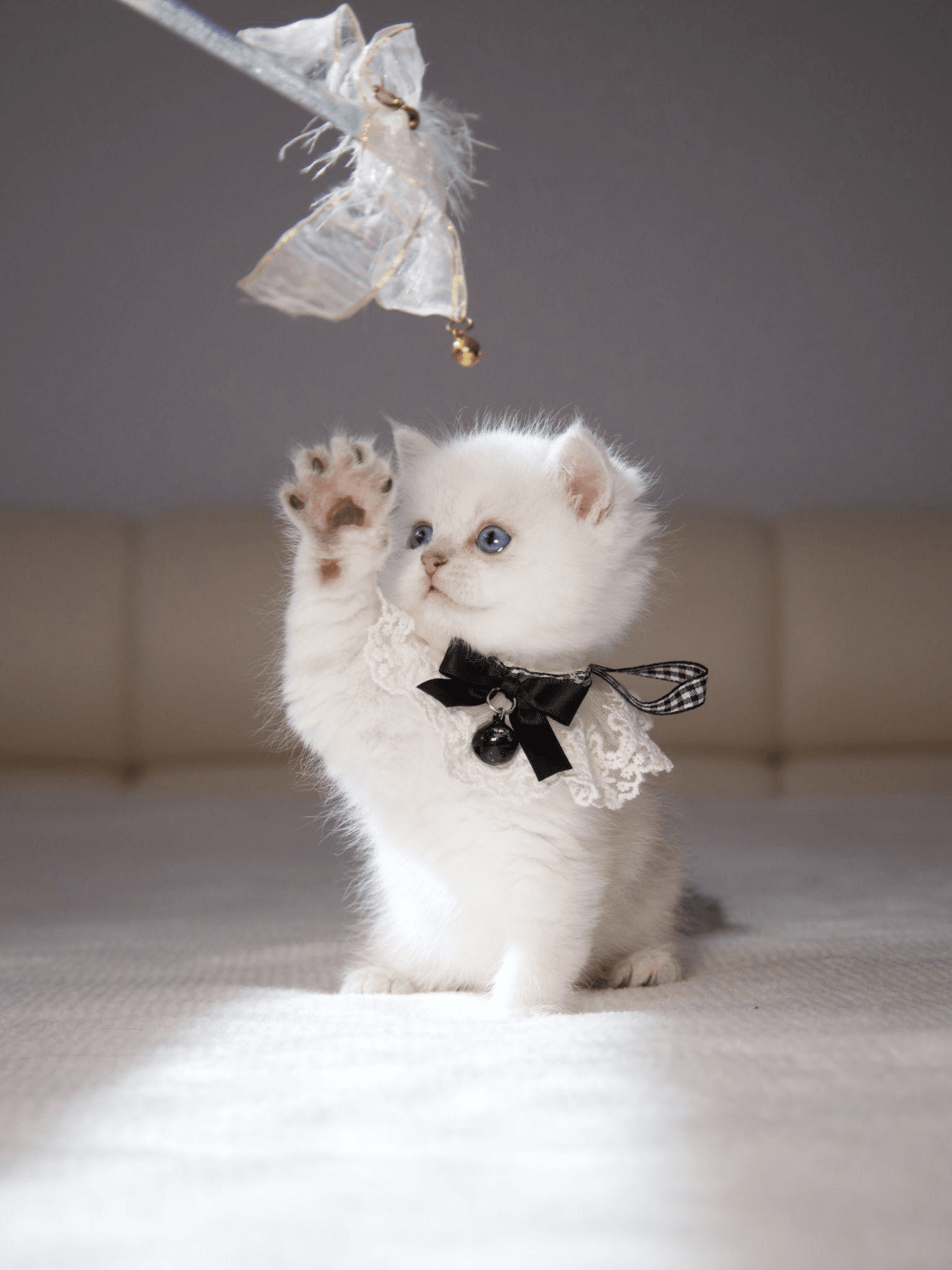 a cat sitting on a bed reaching for a feather toy