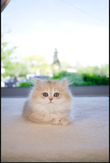 British Kitten Buyer's Guide: What Every Canadian Family Should Know