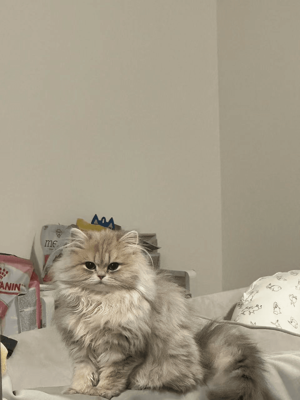 How to Find a Trusted British Longhair Breeder in Canada