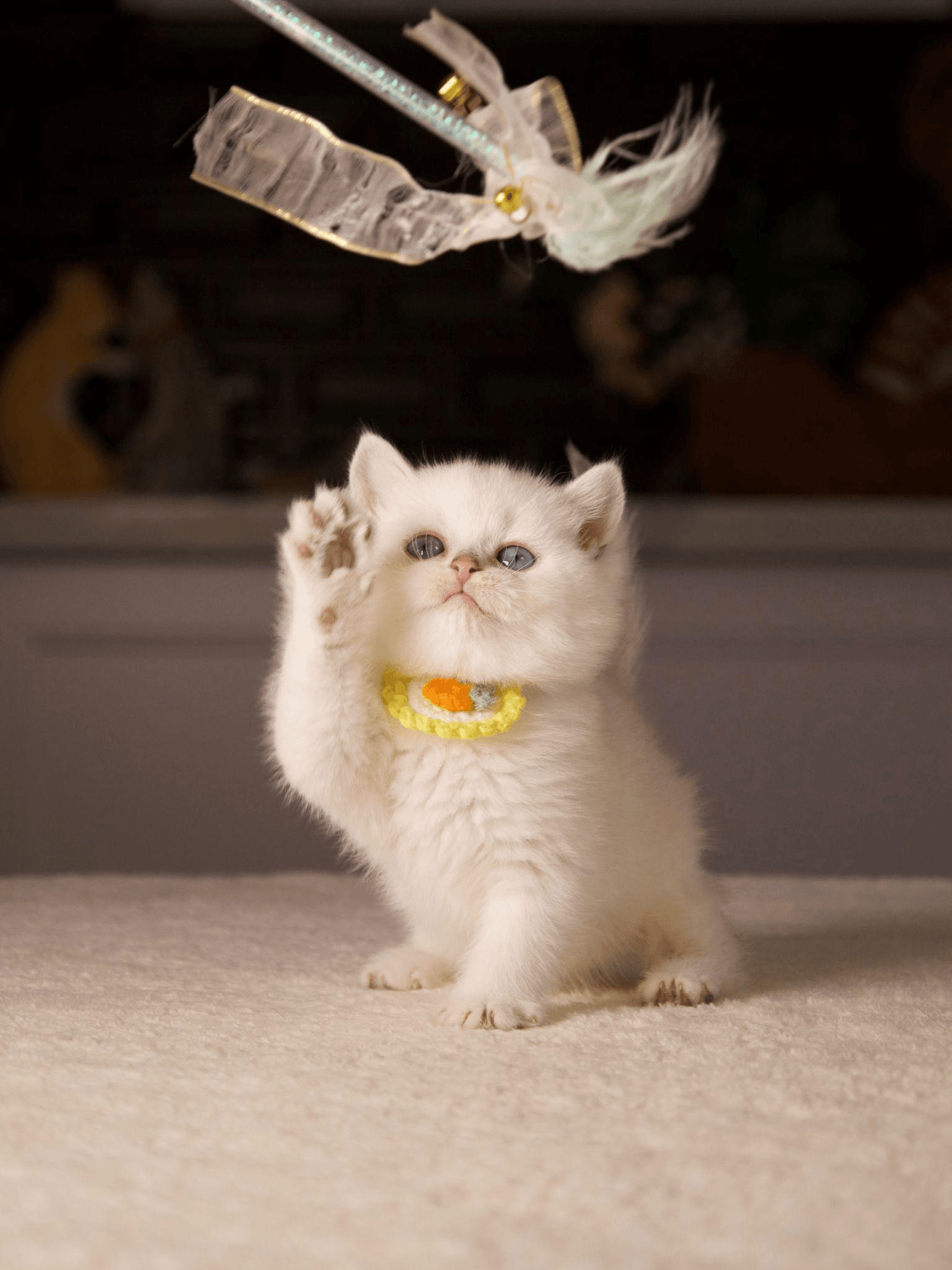 a kitten playing with a toy