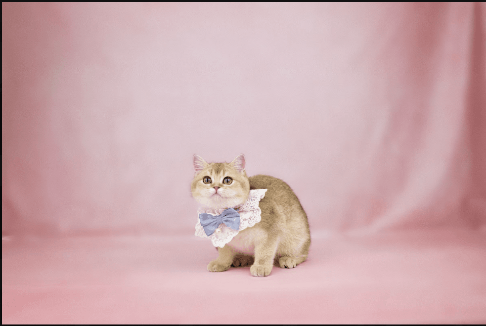 a kitten wearing a bandana