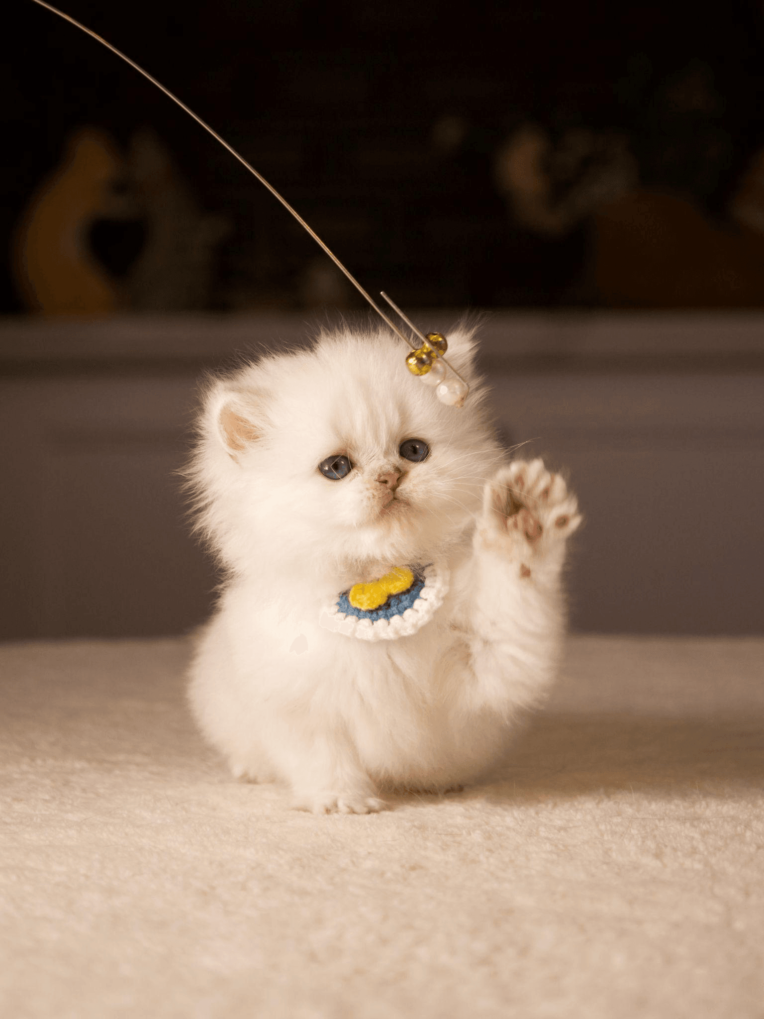 British Shorthair vs. British Longhair: Which Purebred Kitten Should You Buy?