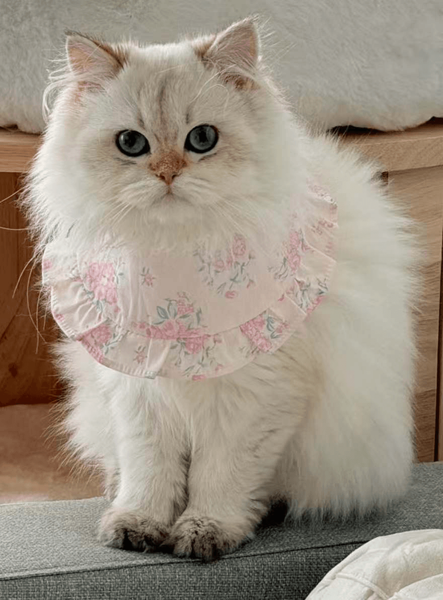 A white British Longhair cat 