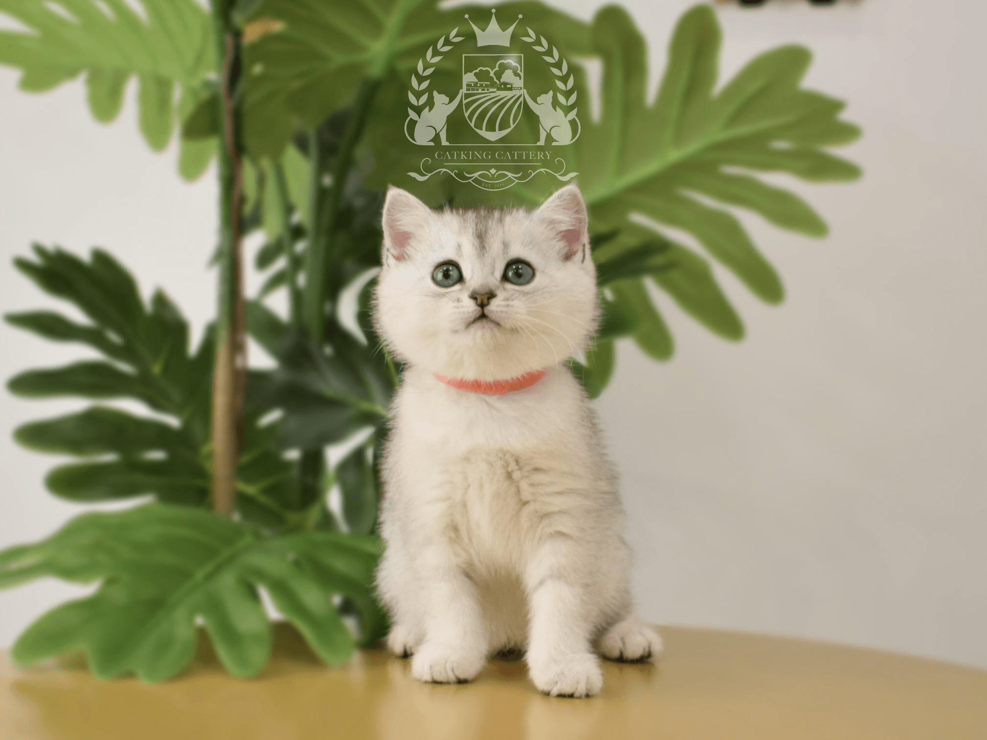 The Difference Between Backyard Breeders and Ethical Cat Breeders