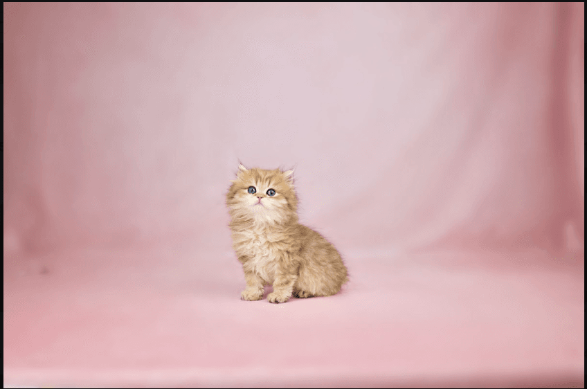  a kitten sitting upright