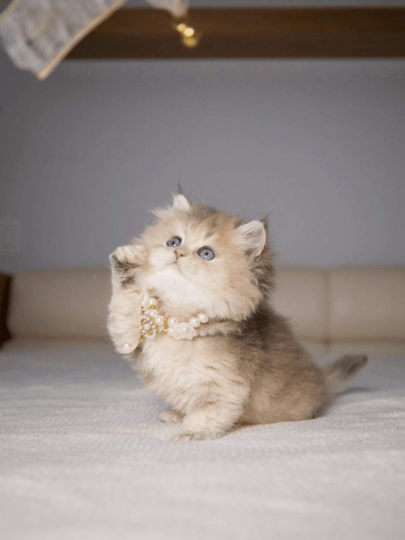 Raising Happy British Longhair Kittens: Socialization Tips From Experts
