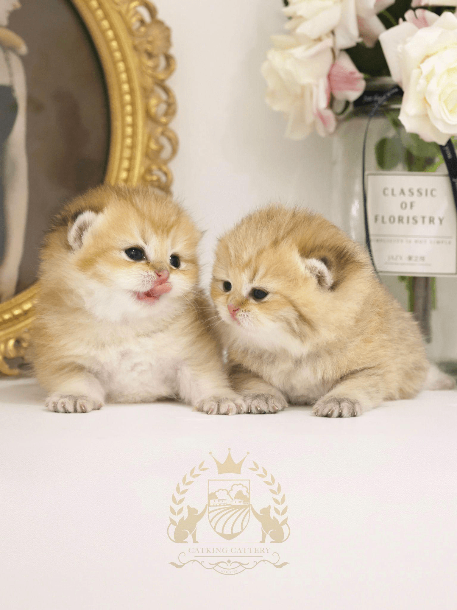 two kittens socializing with one another